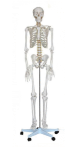Human Skeleton