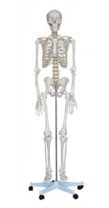 Human Skeleton
