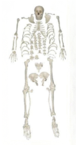 Disarticulated Skeleton