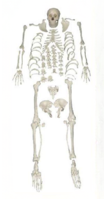 Disarticulated Skeleton