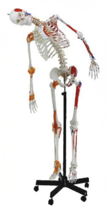 skeleton model