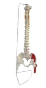 Spine anatomy model.