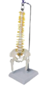 Spine anatomy model.