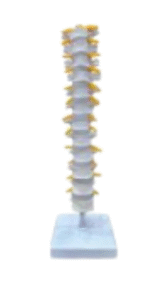 Spine anatomy model.