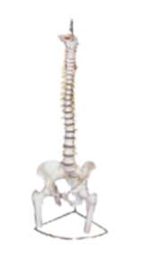 Spine anatomy model.