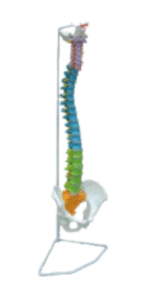 Human spine model