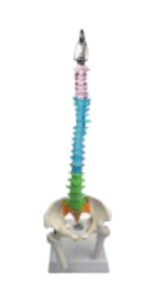 Human spine model