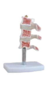 Human spine vertebrae model
