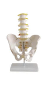 pelvis anatomy model
