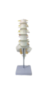 Human spine anatomy model