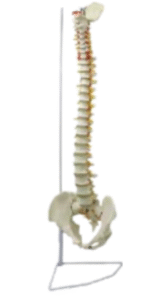 Spine anatomy model.