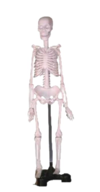 Tiny Skeleton