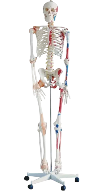 Skeleton with Muscles