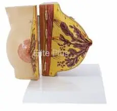 Breast model for Education