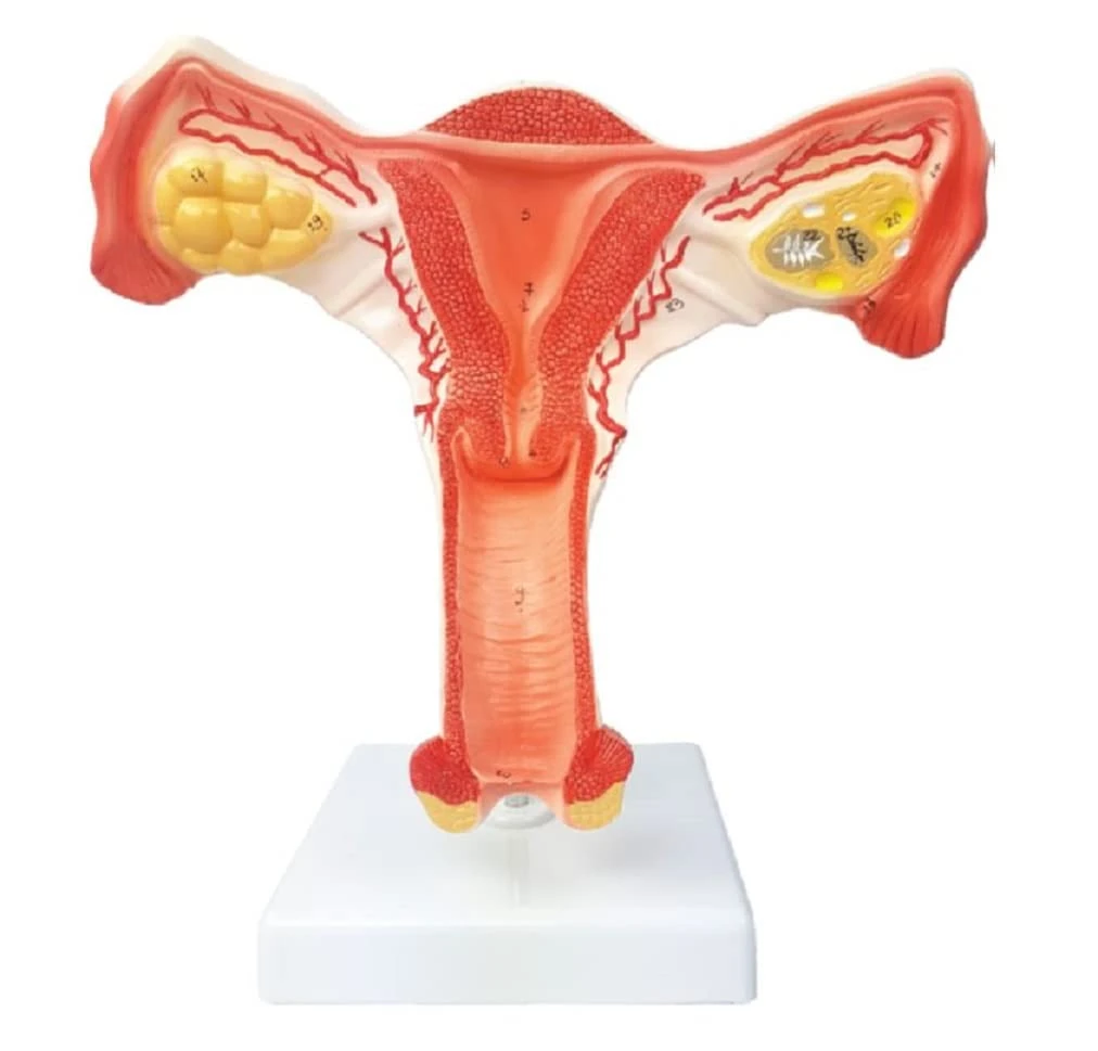 ovary anatomy model