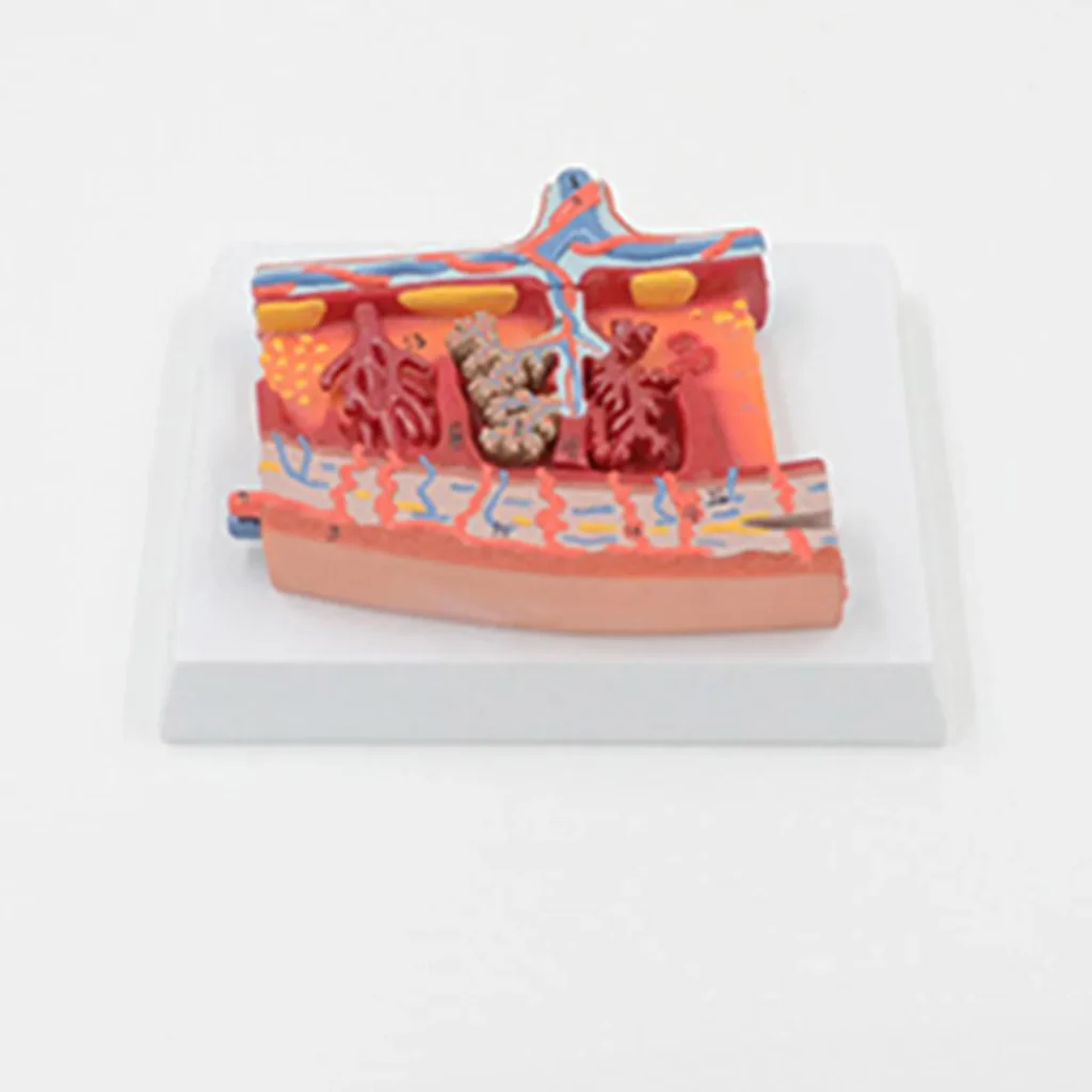 Skin cross-section anatomical model.