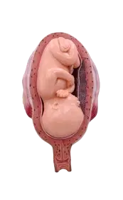 Fetus in uterus medical model