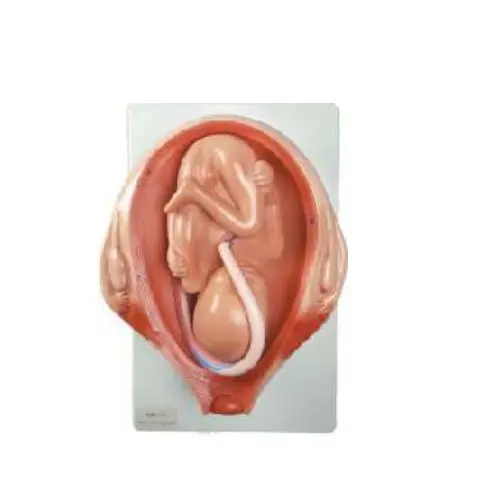 Fetus in uterus medical model