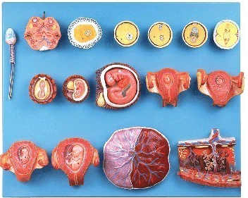 Demonstration Models