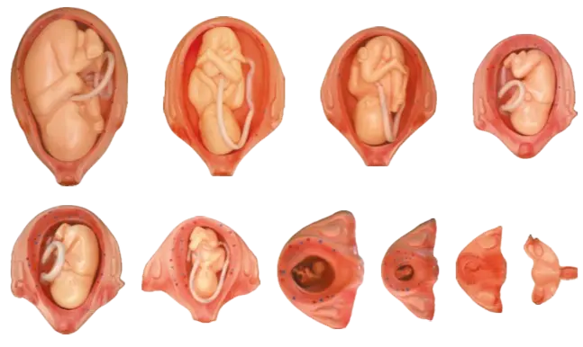 Demonstration Models