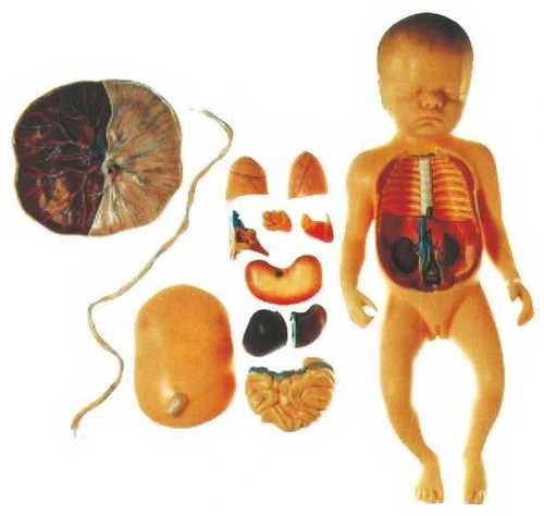 baby with placenta