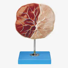 Placenta