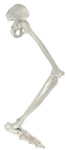 leg bones