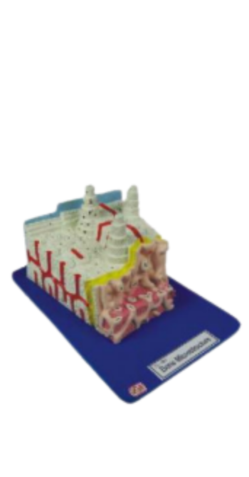 Bone Microstructure