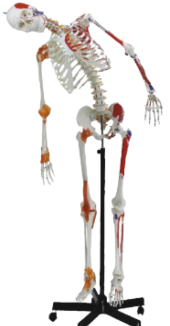Human skeleton with muscles