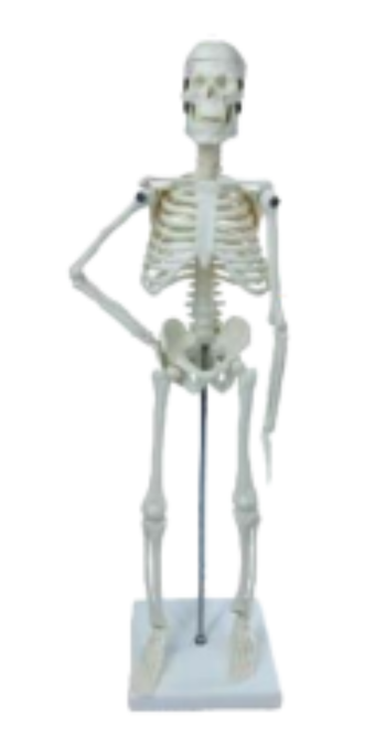 human skeleton model