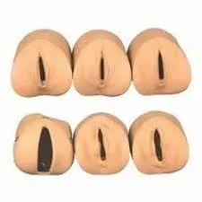Vulva anatomy training models