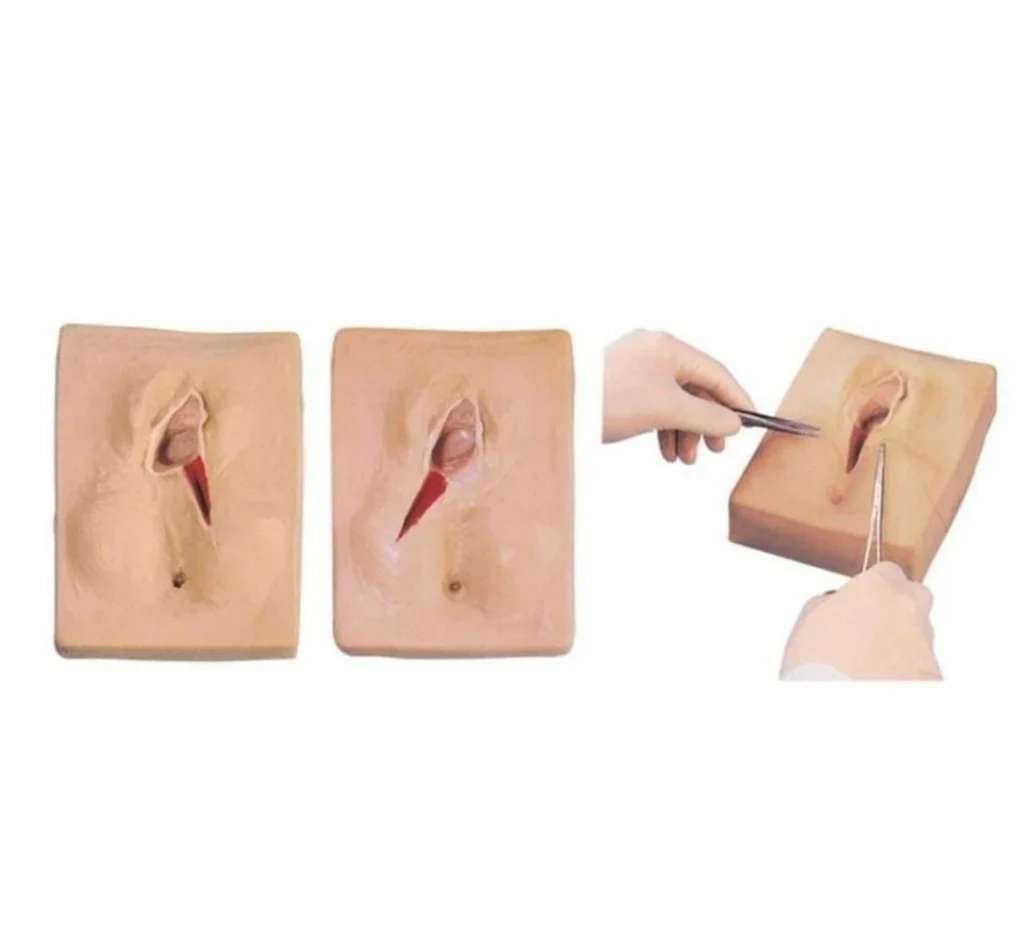 Clinical vulva anatomy model