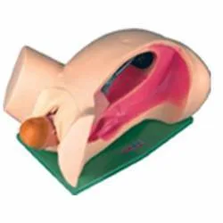 Clinical vulva anatomy model