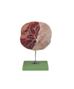 Placenta
