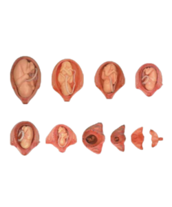 Fetal development stages.