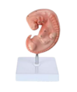 Early human embryo model