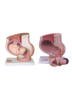 uterus model with fetus