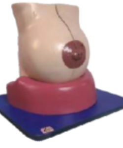 Breast model for Education