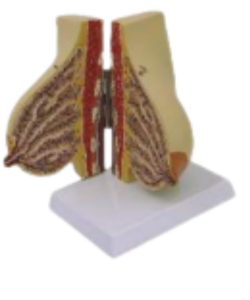 Breast model for Education
