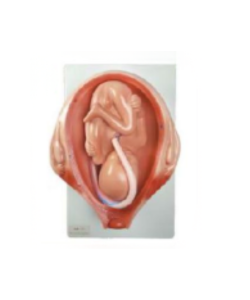 Fetus in uterus medical model