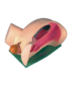 Clinical vulva anatomy model