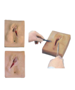 Clinical vulva anatomy model