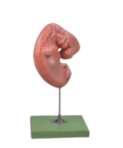 Early human embryo model