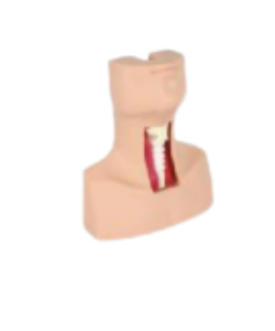 Tracheostomy training model