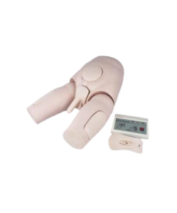 male catheterization training model