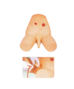 male catheterization training model