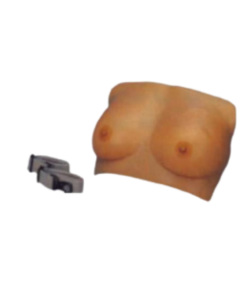 Breast model