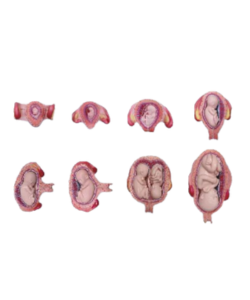 Fetal development stages.