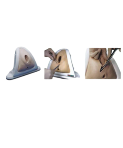 Clinical vulva anatomy model