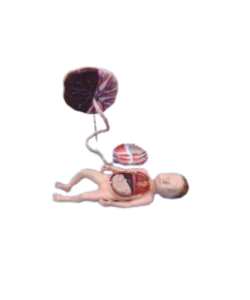 baby with placenta
